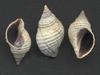 [Tasmanian Sea Shells] Lepsiella vinosa