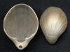 [Tasmanian Sea Shells] Magellania flavescens