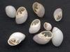 [Tasmanian Sea Shells] Marinula xanthostoma