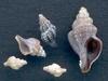 [Tasmanian Sea Shells] Microcolcus dunkeri