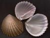 [Tasmanian Sea Shells] Neotrigonia margaritacea