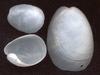 [Tasmanian Sea Shells] Philine angasi