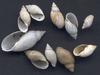 [Tasmanian Sea Shells] Physastra gibbosa