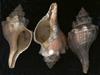 [Tasmanian Sea Shells] Pleuroplaca australasia