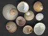 [Tasmanian Sea Shells] Sigapatella calyptraeformis