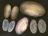 [Tasmanian Sea Shells] Soletellina biradiata