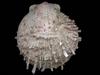 [Tasmanian Sea Shells] Spondylus tenellus