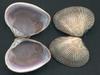 [Tasmanian Sea Shells] Tawera gallinula