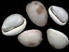 [Tasmanian Sea Shells] Trivia merces