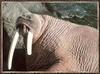 Walrus bull (Odobenus rosmarus)