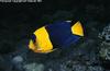 Bicolor Angelfish (Centropyge bicolor)