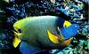 Blue-faced angelfish (Pomacanthus xanthometopon)