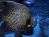 French Angelfish (Pomacanthus paru)