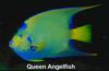 Queen Angelfish (Holacanthus ciliaris)