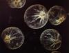 [Marine Microorganism] heterotrophic dinoflagellates (Noctiluca miliaris)