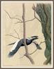 [Animal Art - William Zimmerman] Ivory-billed Woodpecker (Campephilus principalis)