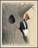 [Animal Art - William Zimmerman] Ivory-billed Woodpecker (Campephilus principalis)