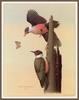 [Animal Art - William Zimmerman] Lewis's Woodpeckers (Melanerpes lewis)