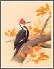 [Animal Art - William Zimmerman] Pileated Woodpecker (Dryocopus pileatus)