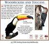 Red-bellied Woodpecker (Melanerpes carolinus)  & Toco Toucan