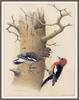[Animal Art - William Zimmerman] Red-breasted Sapsuckers (Sphyrapicus ruber)