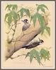 [Animal Art - William Zimmerman] Arizona Woodpecker pair (Picoides stricklandi)