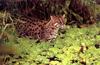 Fishing Cat (Prionailurus viverrinus)