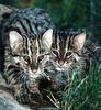 Fishing Cat kits (Prionailurus viverrinus)