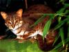 Rusty-spotted Cat (Prionailurus rubiginosus)