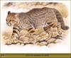 [Animal Art - Robert Dallet] Pampas Cat (Oncifelis colocolo)