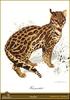 [Animal Art - Carl Brenders] Ocelot (Leopardus pardalis)