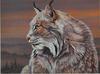 [Animal Art] Lynx (Lynx sp.)