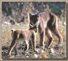 Lynx mother and cub (Lynx sp.)