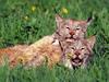 Canada Lynx pair (Lynx canadensis)