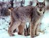 Canada Lynx (Lynx canadensis)