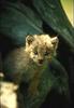 Eurasian Lynx kitten (Lynx lynx)