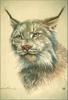 [Animal Art] Eurasian Lynx (Lynx lynx)