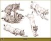 [Animal Art - Robert Dallet] Eurasian Lynx (Lynx lynx)