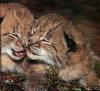 Eurasian Lynx kittens (Lynx lynx)