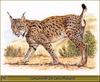 [Animal Art - Robert Dallet] Spanish Lynx (Lynx pardinus)