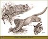 [Animal Art - Robert Dallet] Jaguarundi (Herpailurus yaguarondi)