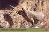 Lammergeier (Gypaetus barbatus)