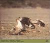 Eurasian Griffon Vulture flock (Gyps fulvus)