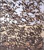 Barnacle Goose flock in flight (Branta leucopsis)
