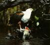 African Fish-eagle (Haliaeetus vocifer)