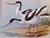 [Animal Art - Basil Ede] Pied Avocet pair (Recurvirostra avosetta)