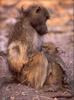 Baboon mother and infant