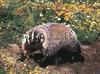 American Badger (Taxidea taxus)