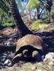 Aldabra tortoise (Geochelone gigantea)