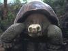Galapagos Tortoise (Geochelone nigra)